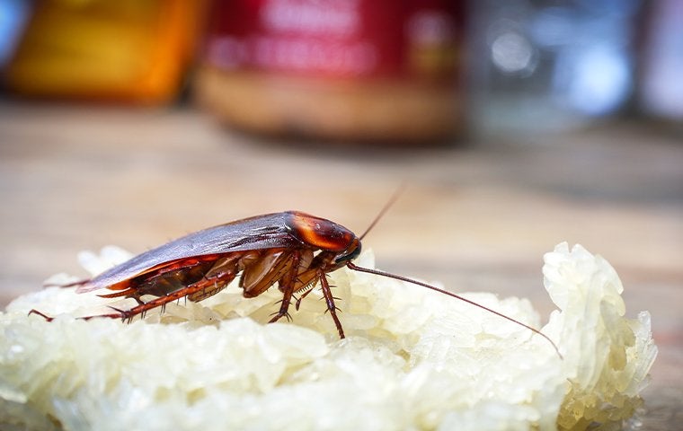 a cockroach on rice in a kitchen