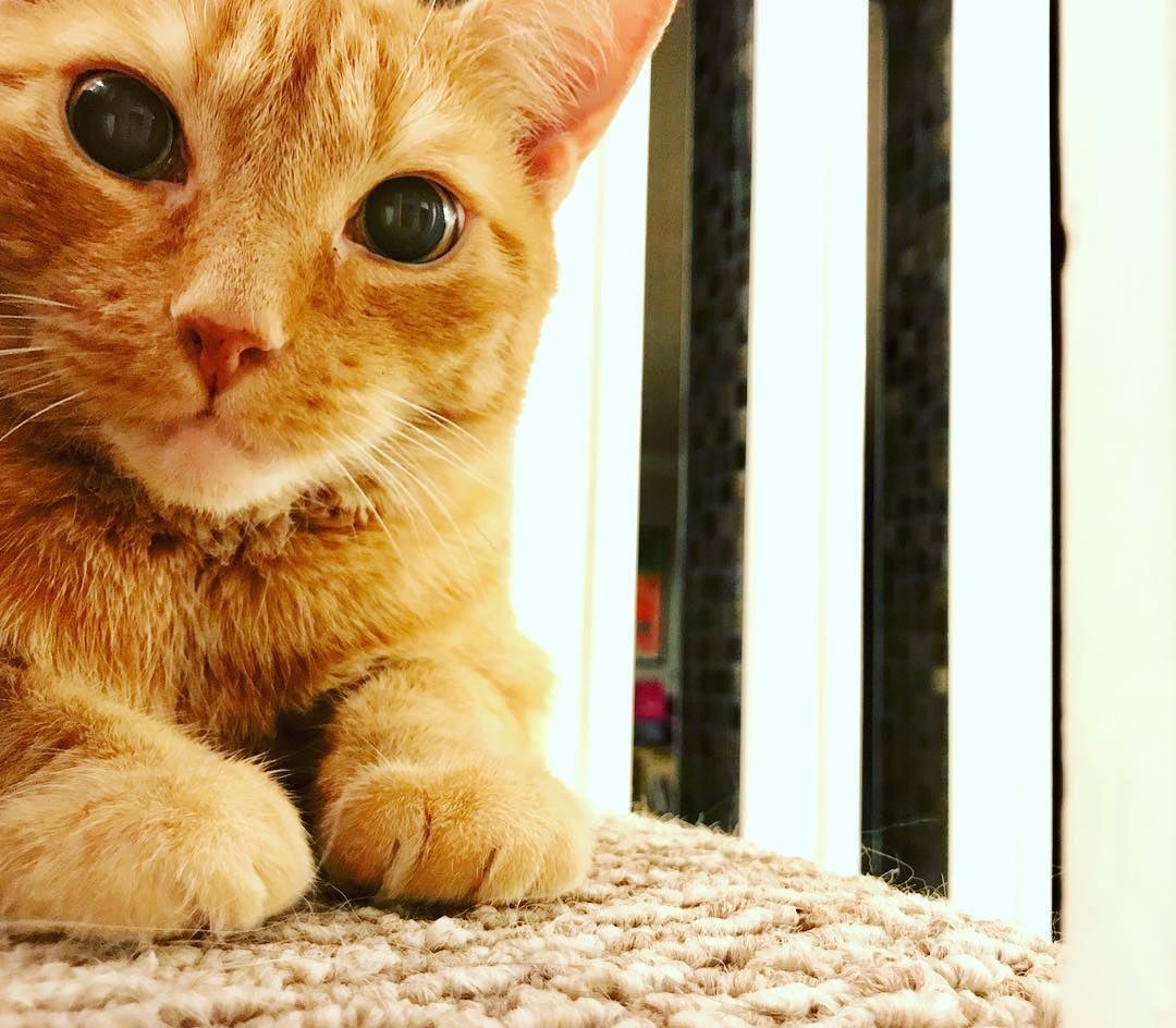 orange cat laying down on tan carpet at top of staircase