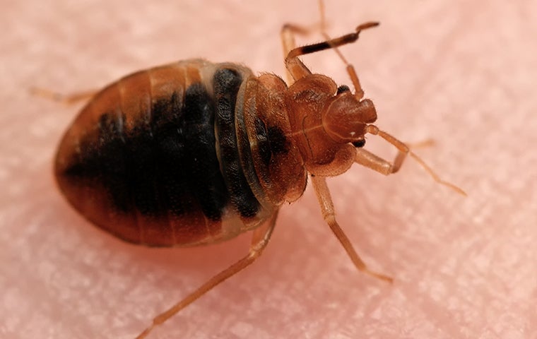 bed bug on a person