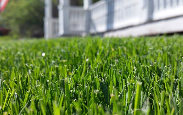 close up of lawn in home yard