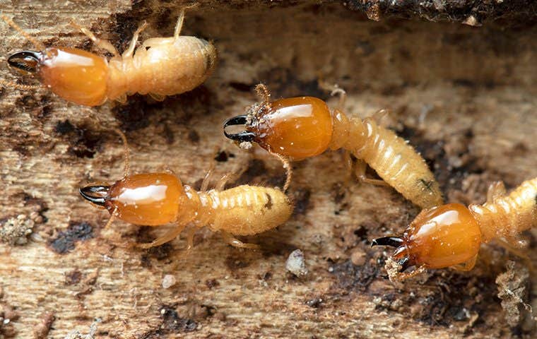 termites in a mound in wichita falls texas