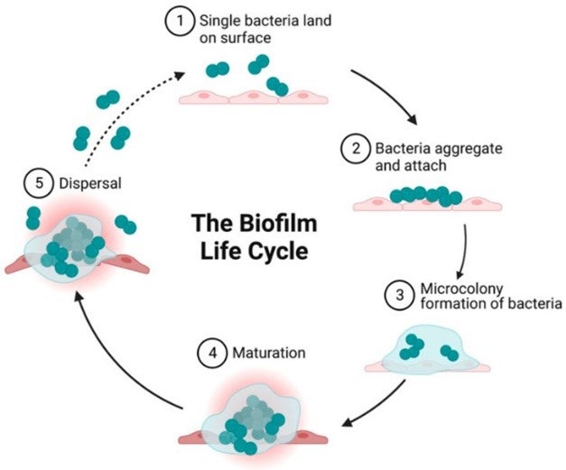 Microbial Biofilm - Source Sharma et al..jpg