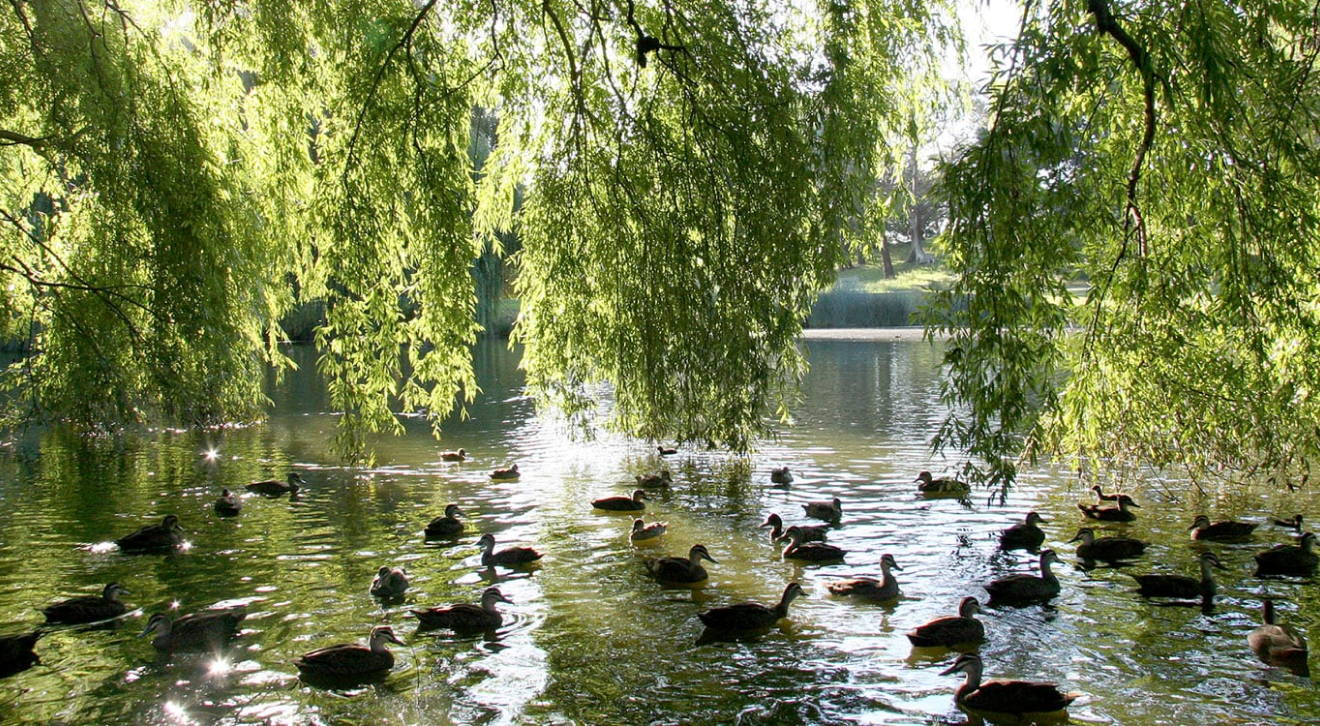 Ducks in a pond at Centennial Park