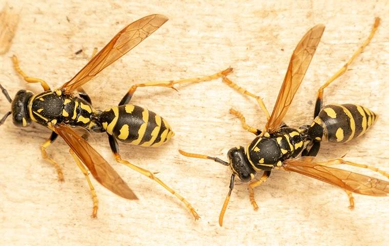 Two European Paper Wasp landing on wood