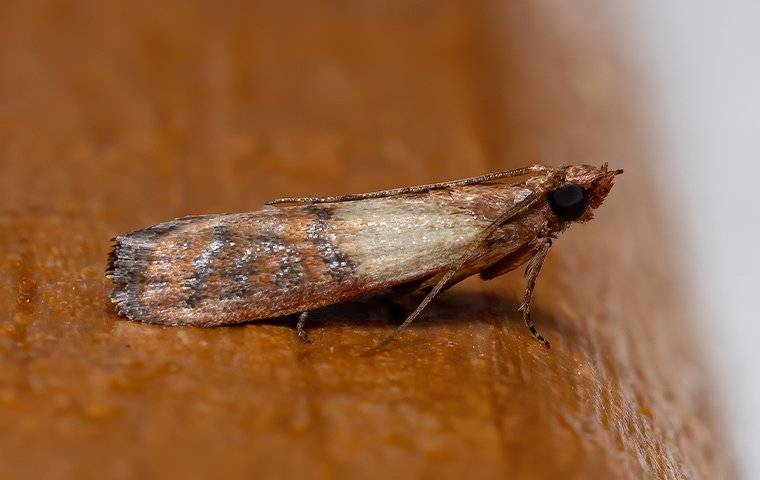 Indian meal moth in cupboards