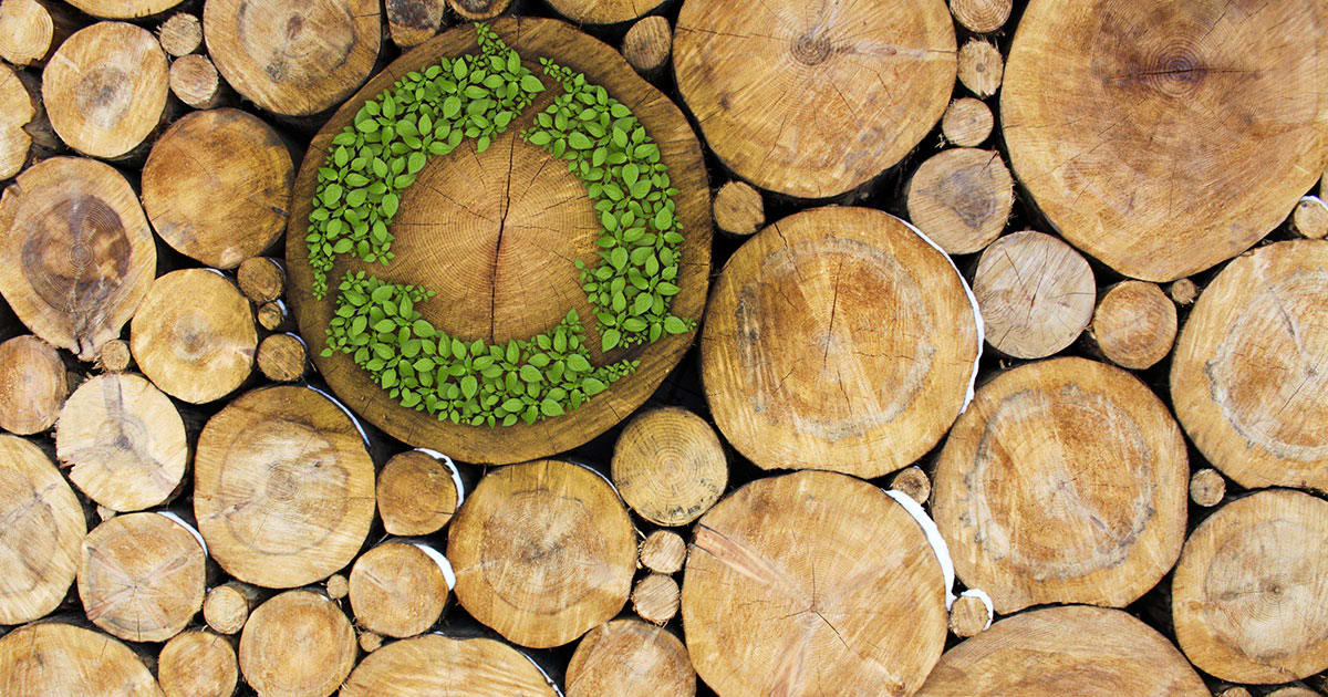 Certified & Sustainable Wood: What Buyers Need to Know Today