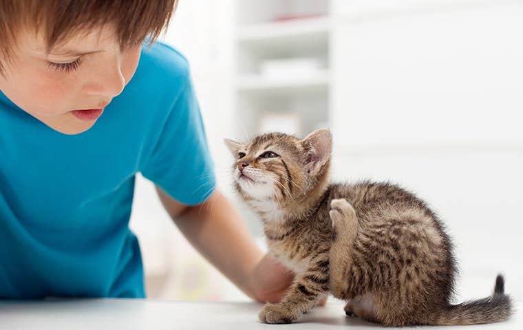 a boy watching a kitten scratch at fleas