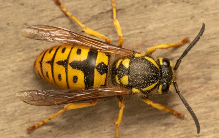 a wasp in raleigh north carolina