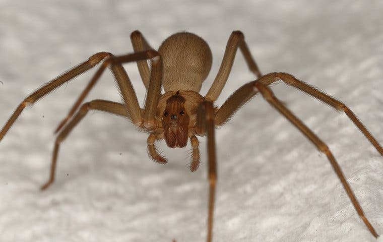 a brown recluse spider in a bathroom