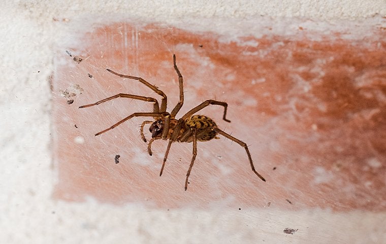 house spider on brick