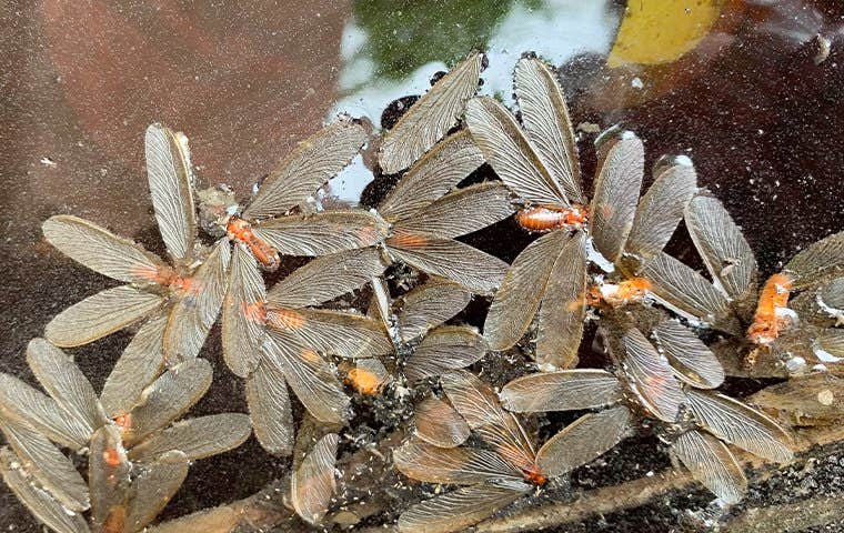 many termite alates drinking from a puddle