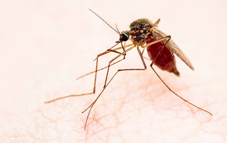 a mosquito on a persons leg