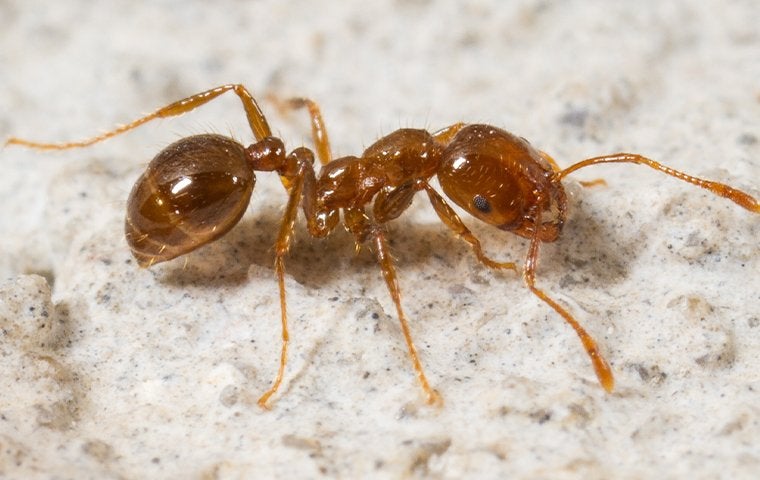 up close image or a fire ant crawling