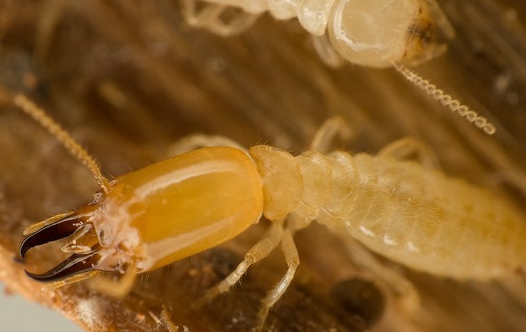 up close image of termite crawling and chewing on wood
