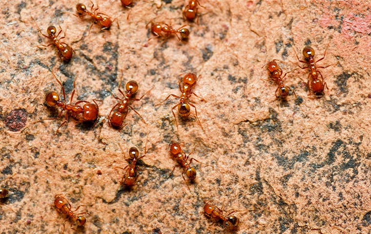 fire ants crawling around outside a home