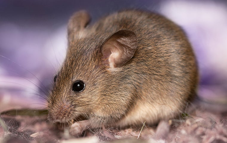 a mouse on fabric fibers
