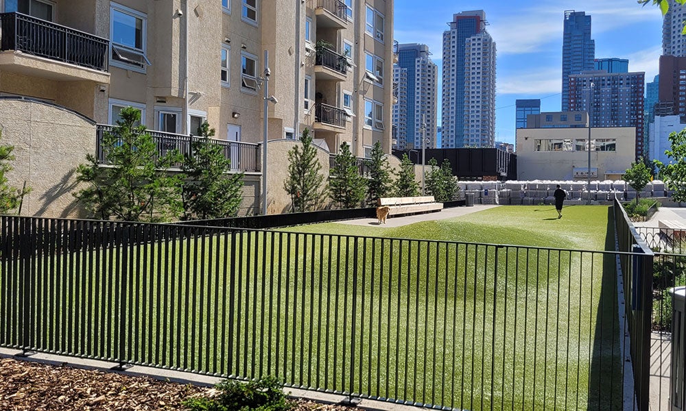 Fenced grassy off-leash dog park beside residential buildings, with downtown high-rise towers visible in the background under a sunny blue sky.