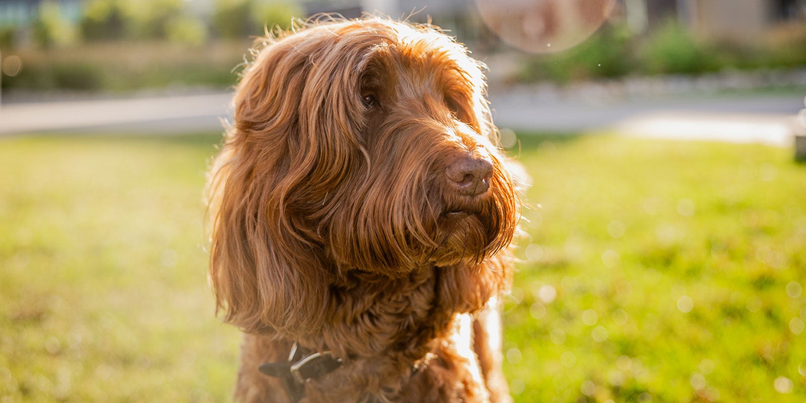nait-wellness-dog-of-more-than-a-decade-retires-aHR0cHM6.jpg