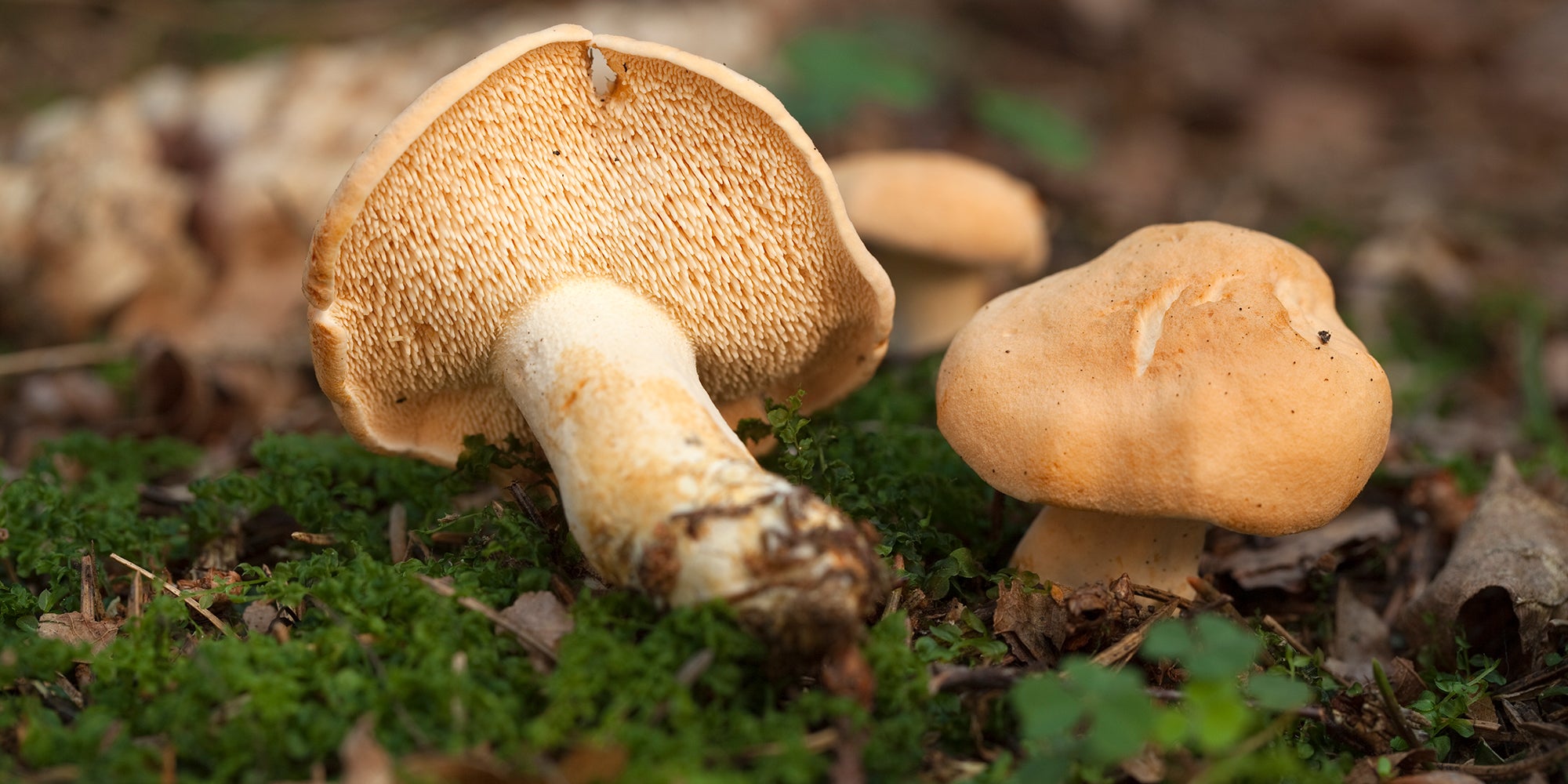 wild-about-food_-chefs-and-food-filmmaker-share-passion-for-local-food-foraging-and-sustainability-aHR0cHM6.jpg