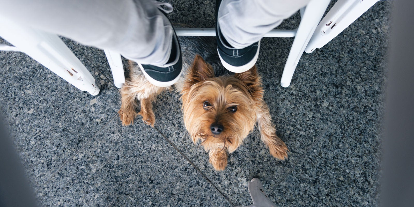 pets-on-the-patio_-7-things-to-know-aHR0cHM6.jpg