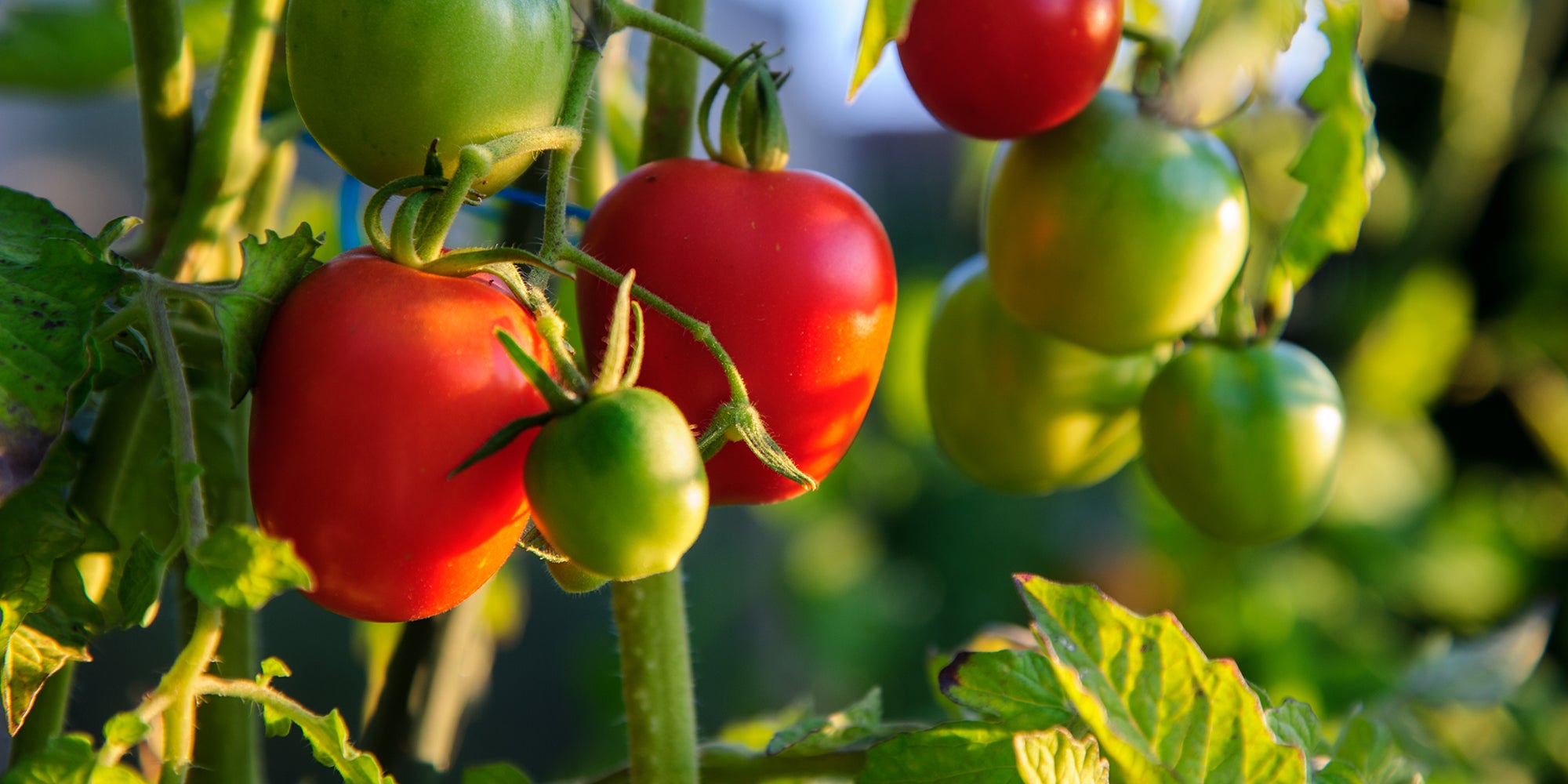 how-to-grow-great-tomatoes-in-alberta-aHR0cHM6.jpg