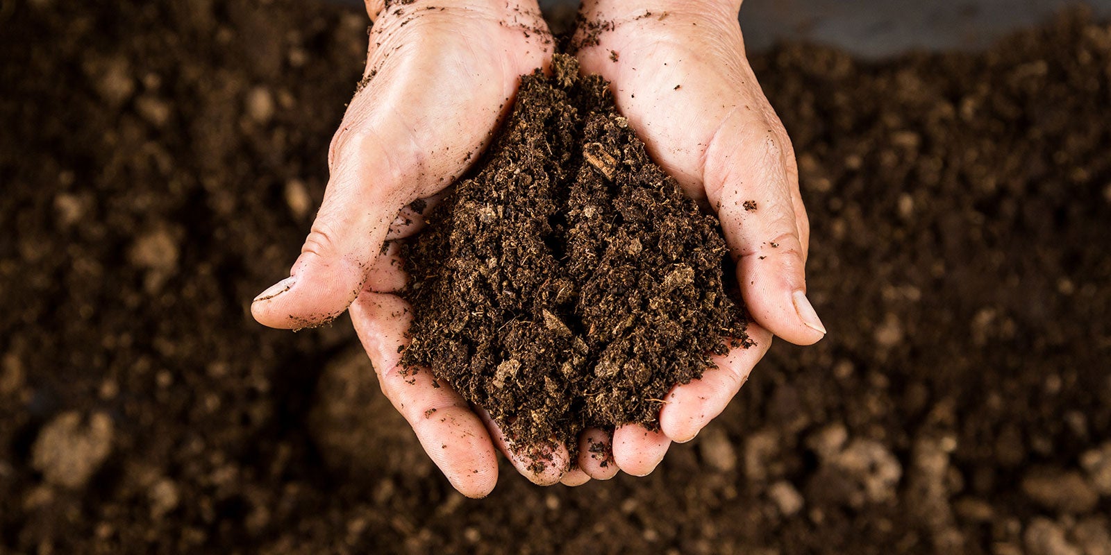 applied-research-project-looks-at-peat-replacements-for-horticulture-and-gardening-aHR0cHM6.jpg