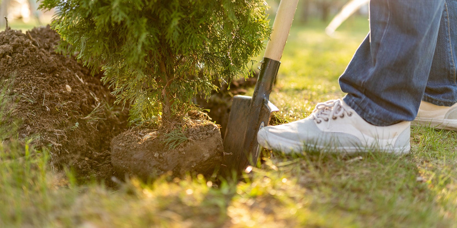5-things-you-need-to-do-to-plant-a-tree-shrub-or-perennial-and-keep-it-alive-aHR0cHM6.jpg