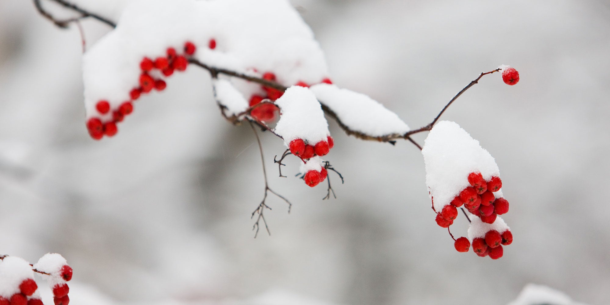 5-ways-to-improve-your-winter-landscape-aHR0cHM6.jpg