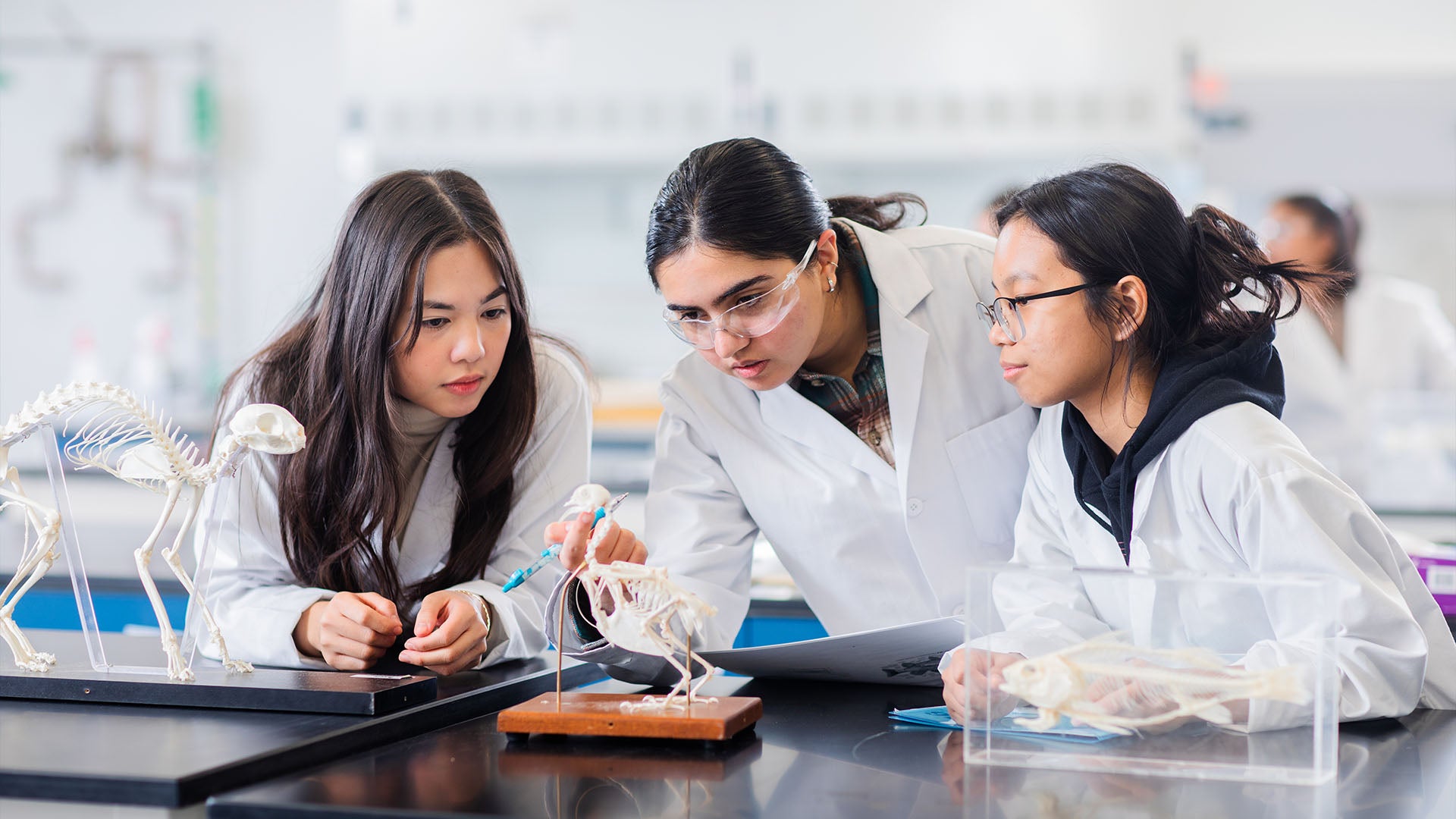 Three female students wearing white lab coats study the skeletons of different small animals.