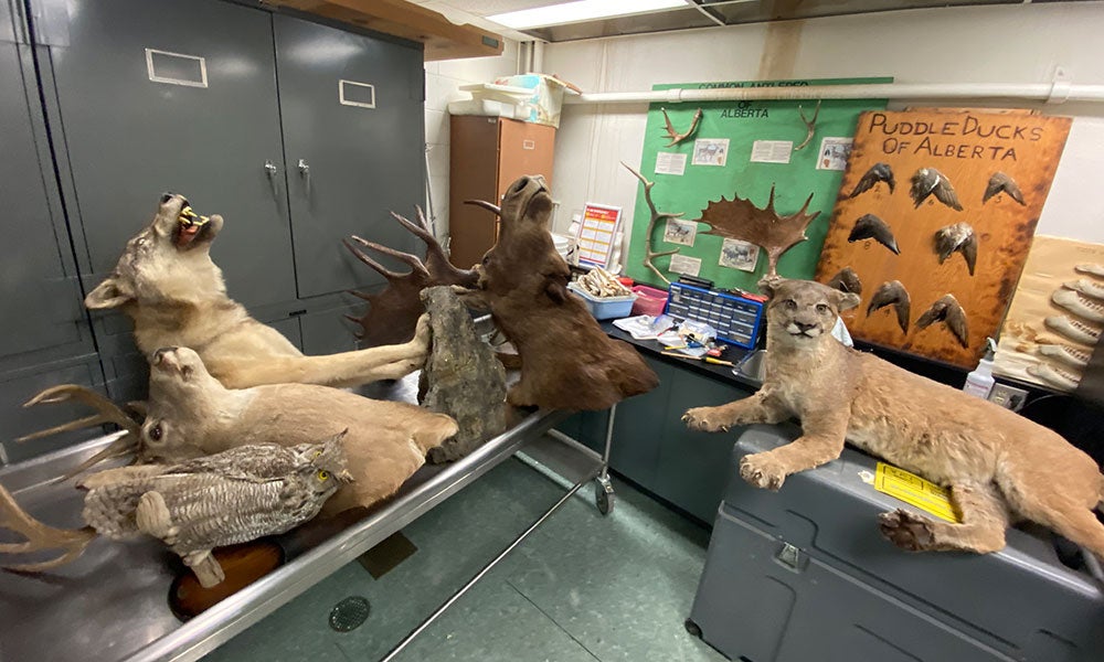 Stuffed animals on a table