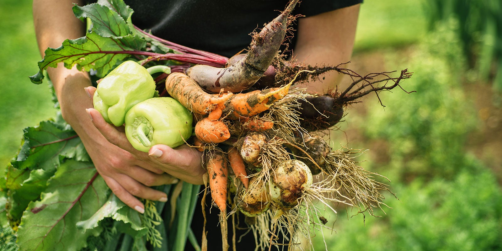 the-nait-guide-to-great-garden-harvesting-aHR0cHM6.jpg