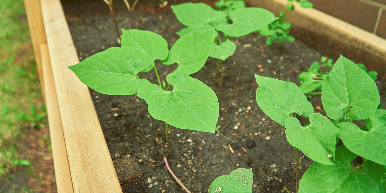 culinary-arts-program-creates-nait_s-first-on-campus-food-garden-aHR0cHM6.jpg