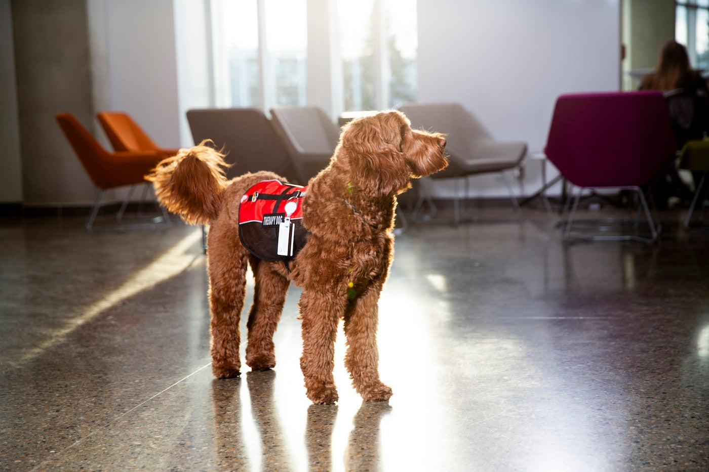 can-dogs-soothe-stressed-students-following-simulation-learning-aHR0cHM6.jpg