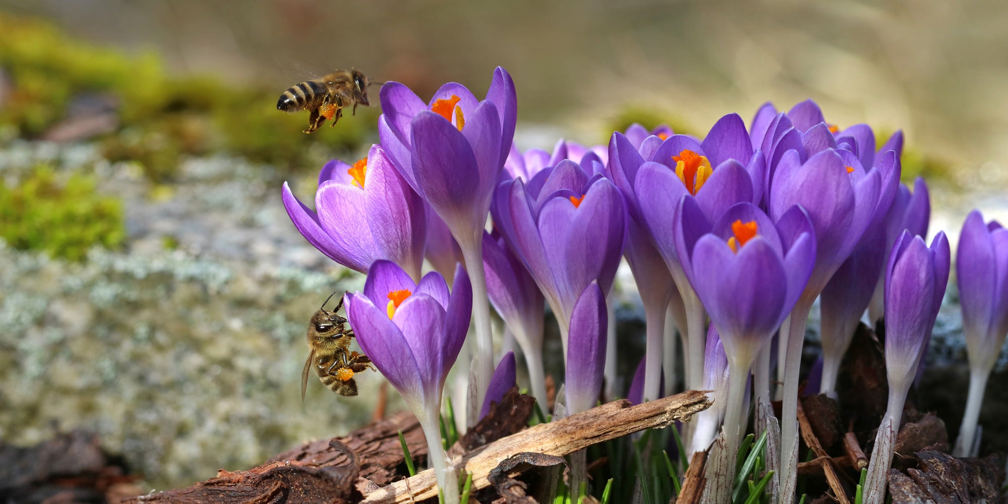 5-steps-to-creating-a-bee-friendly-garden-in-alberta-aHR0cHM6.jpg