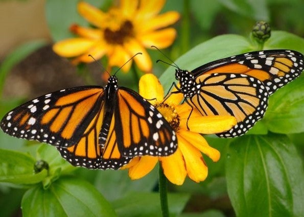 BlueModus Donates to Butterfly Pavilion