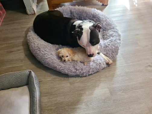 BlueModus Donates to Critter Adoption and Rescue Effort
