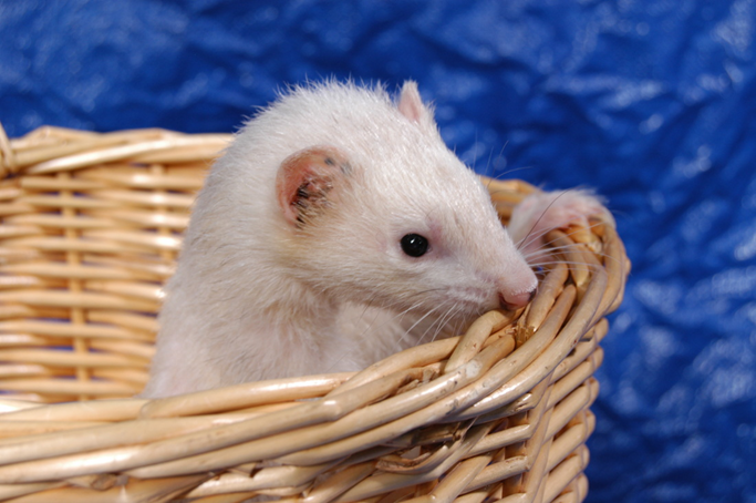 BlueModus Donates to Navarre Ferret Rescue