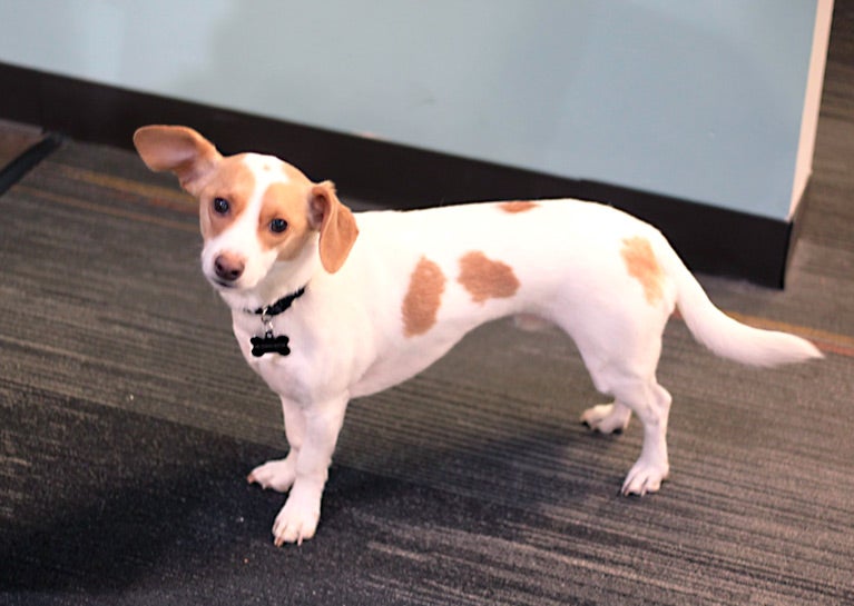 Meet Mr. Peanut Butter, Corporate Dog