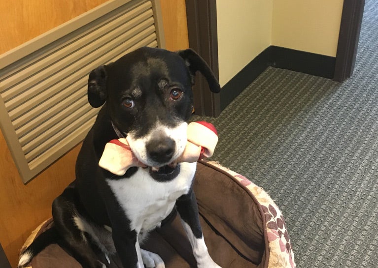Meet Lillie, Corporate Dog