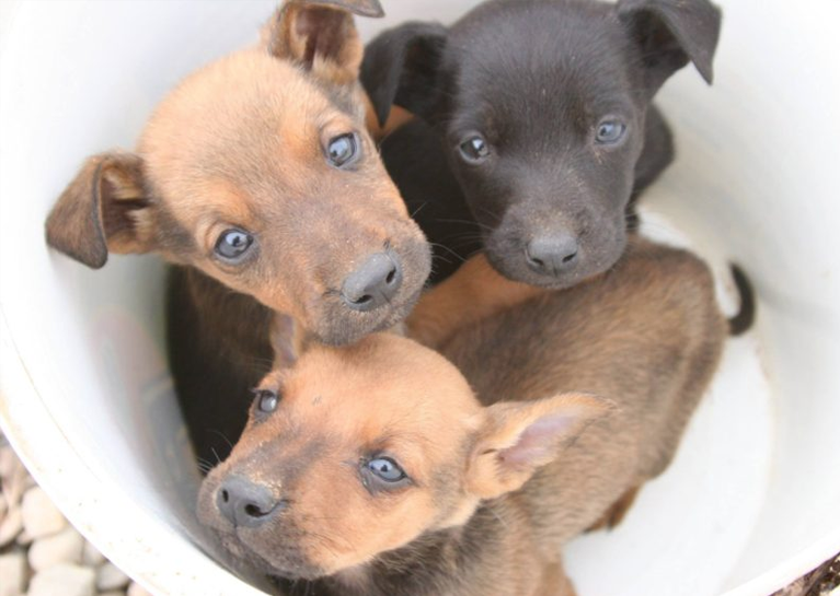BlueModus donates to Soul Dog
