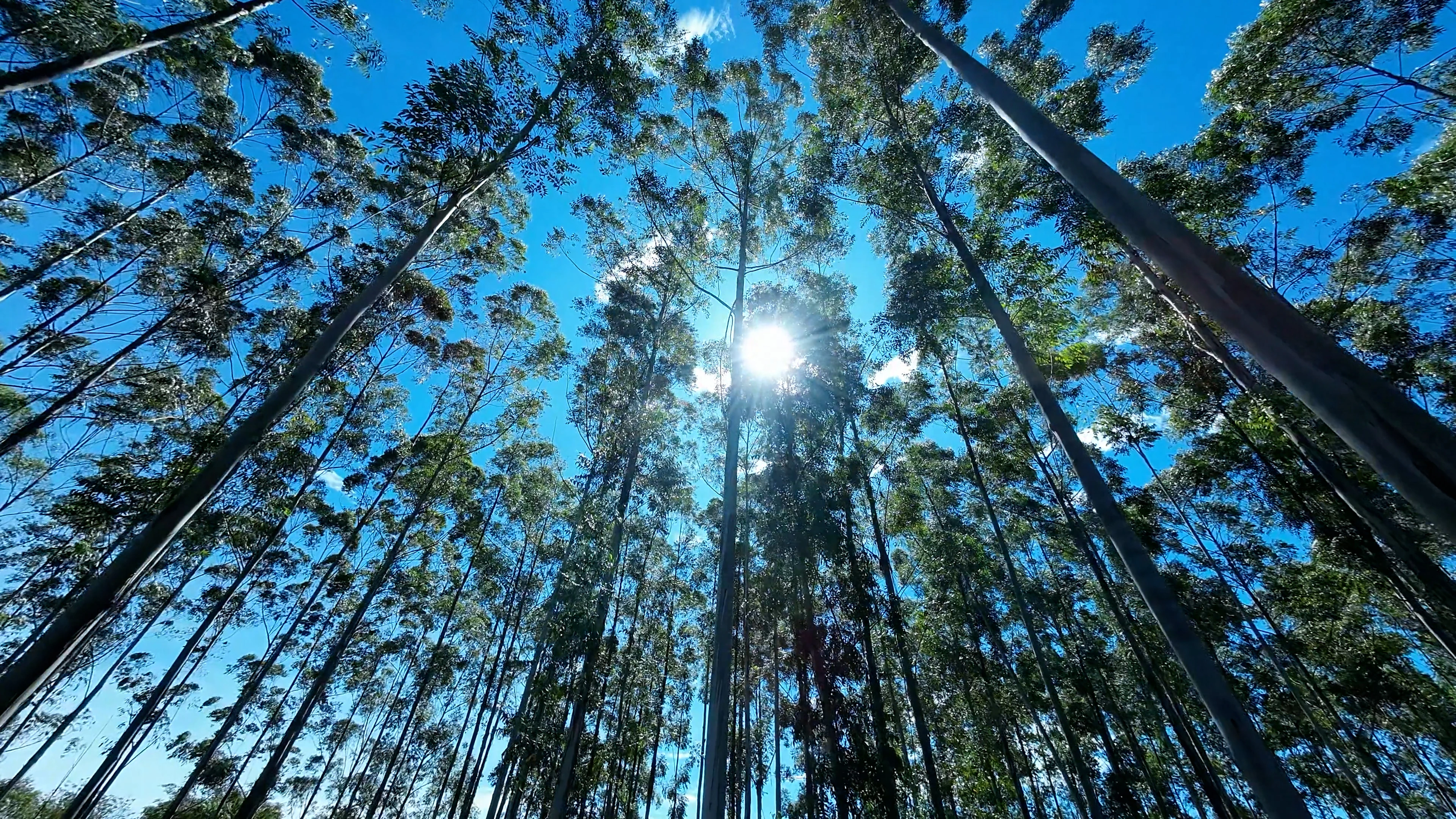 Trees with blue sky