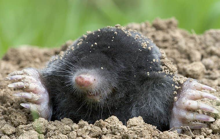 Mole in burrow