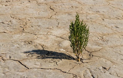 Eenzaam plantje op droge bodem