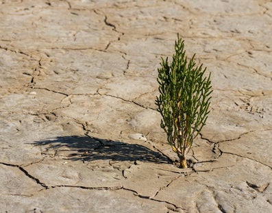 Eenzaam plantje op droge bodem
