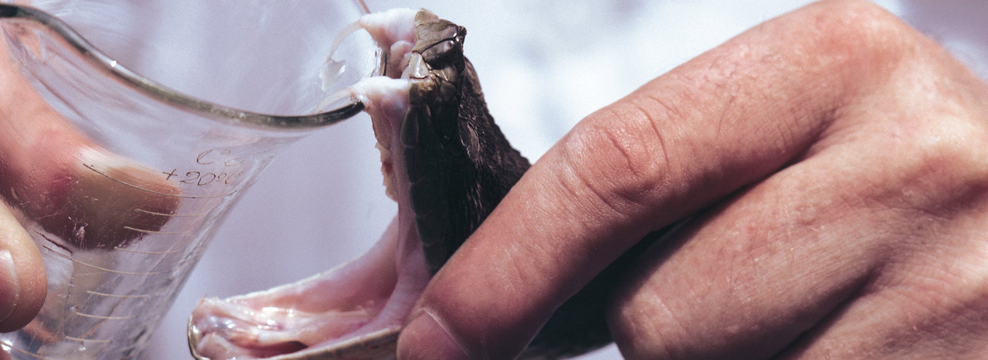 Researcher holds snake's mouth to collect poison