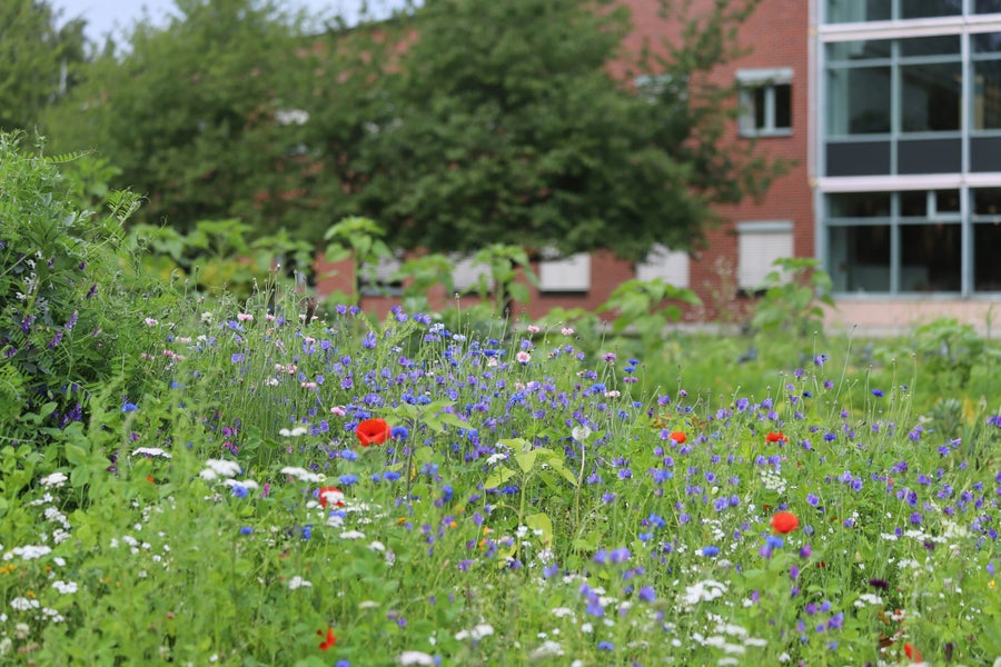 A garden with flowers with a building in the background.