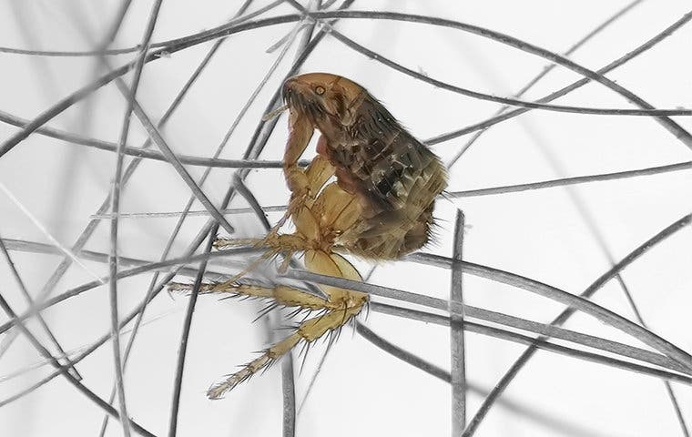 a flea on dog fur under microscope