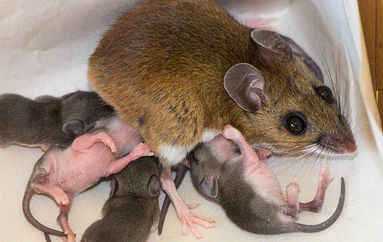 a mouse nursing her offspring