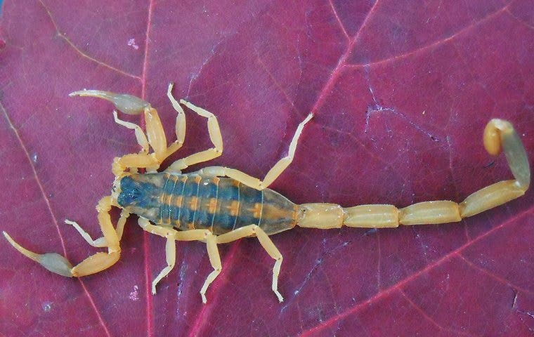 a bark scorpion on a plant leaf