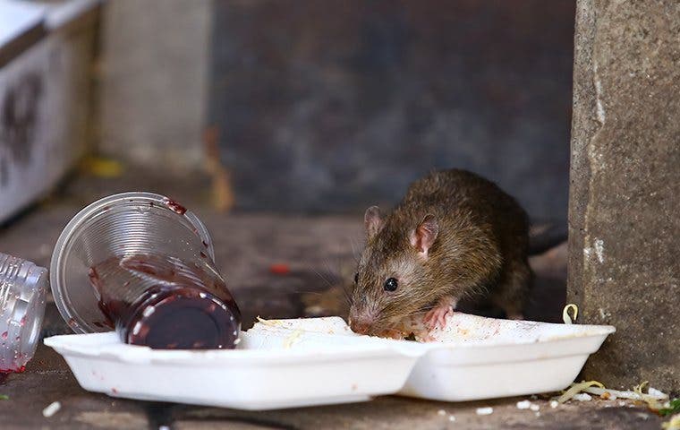 a rat getting into trash